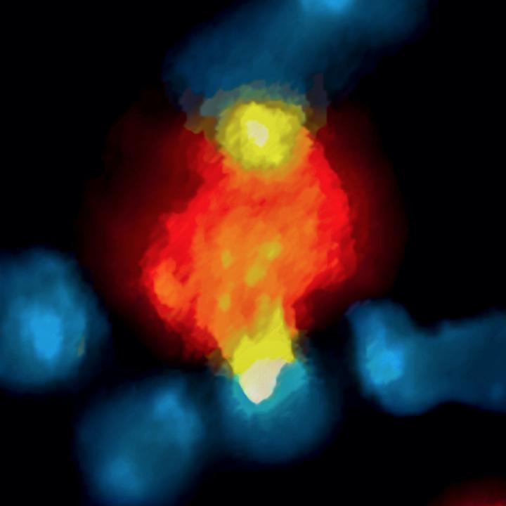 A macrophage (red) removing immunotheraphy drugs (yellow) from a T-cell (blue).  
Credit: Center for Systems Biology, MGH