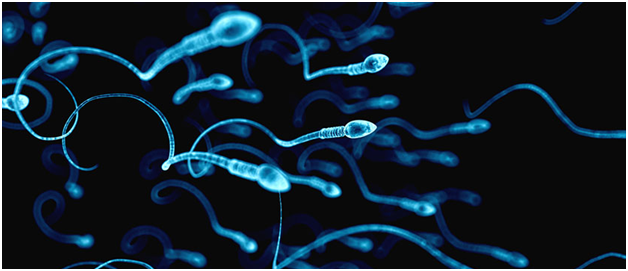sperm swimming